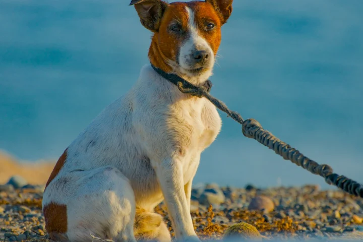 Terrier on a leash sitting on a beach by the sea