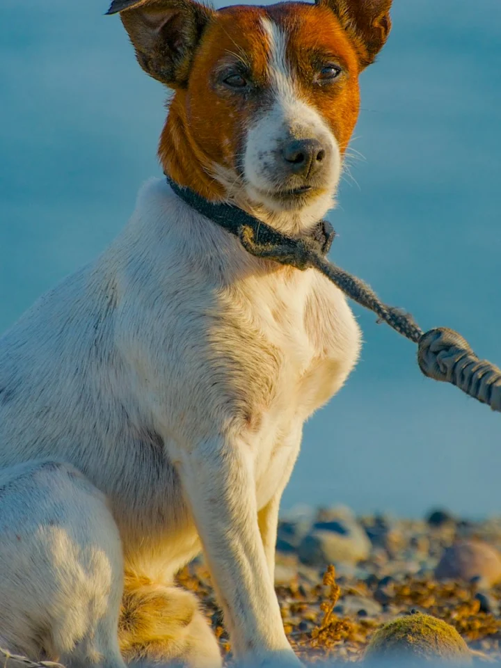 Terrier on a leash sitting on a beach by the sea